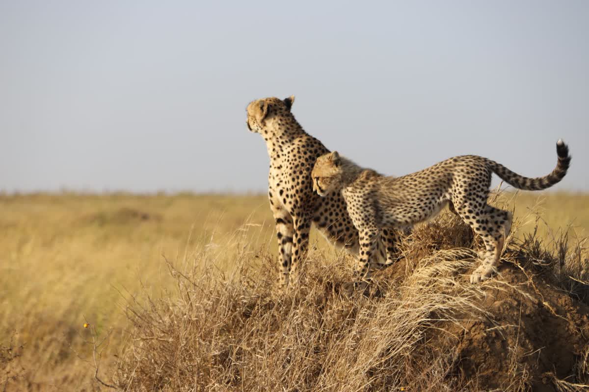 Familia de guepardos vigilando la sabana del Serengeti
