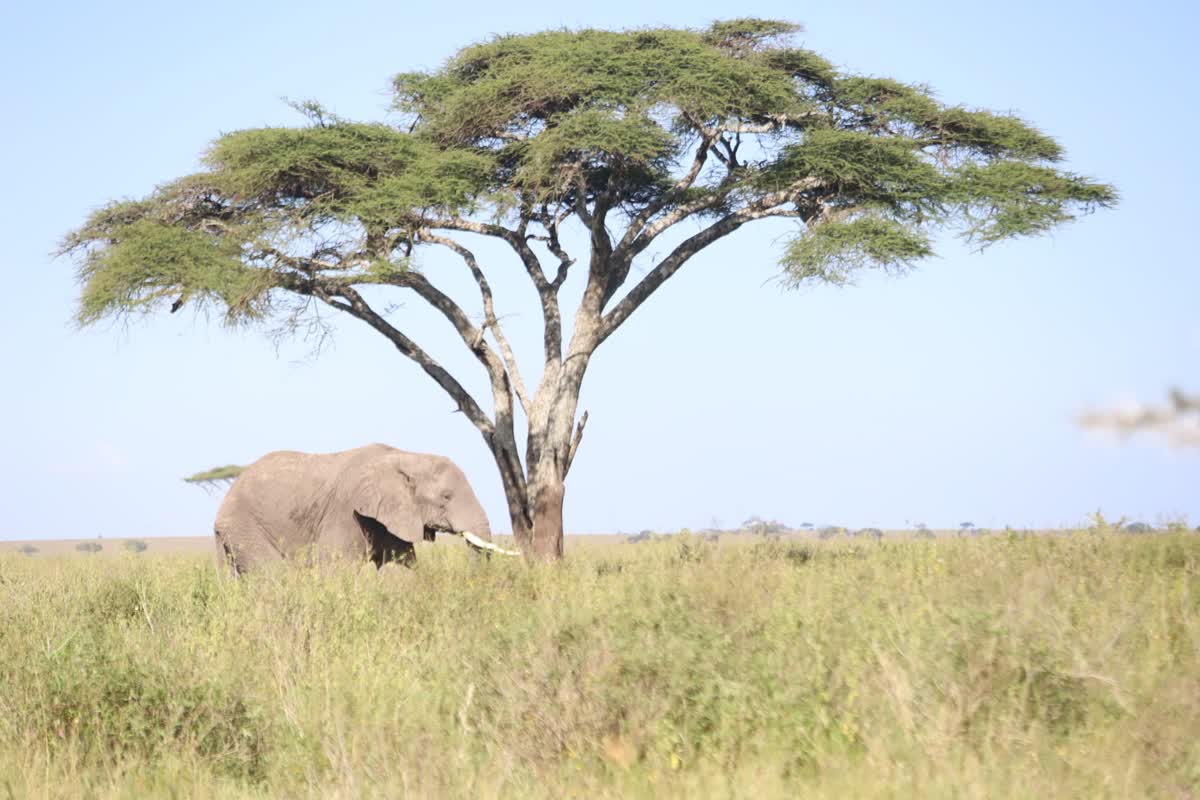 Elefante bajo una acacia en el Serengeti